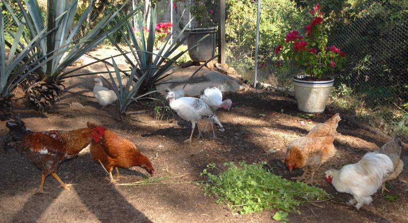 Villa Azalea Inn & Organic Farm JALISCO Exteriér fotografie